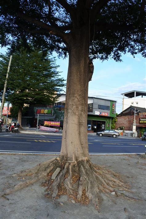 小葉欖仁危害|小葉欖仁樹破壞路面及民宅 關山鎮動工移植